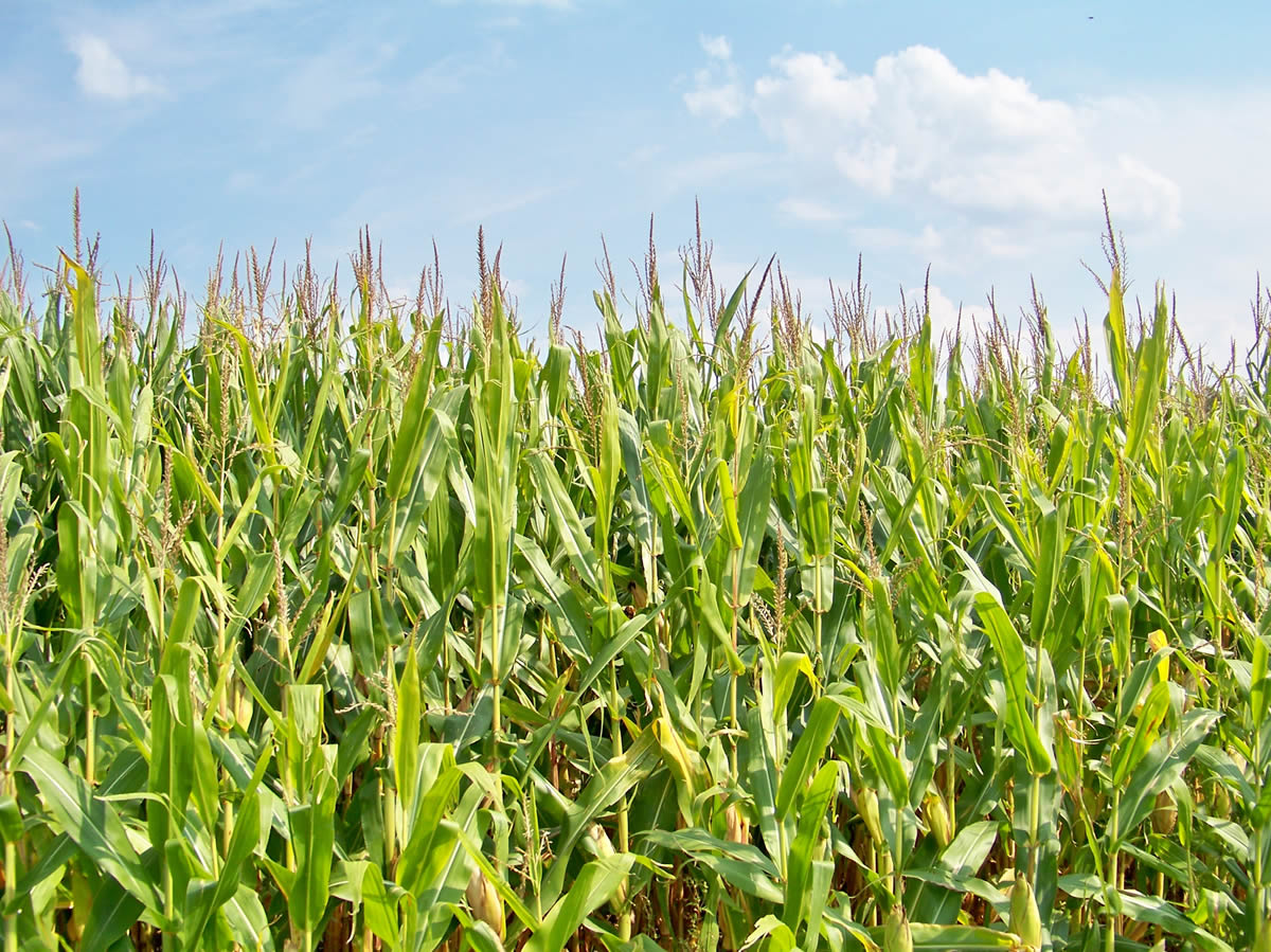 How Many Sweet Corn Plants Per Acre